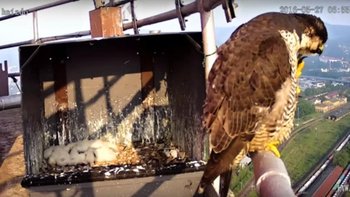 Webkamera snímá hnízdo sokolů na komínu teplárny v Děčíně