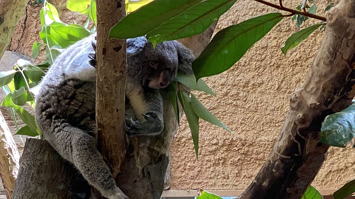 Zu besuch Koalas im Dresdner Tierpark