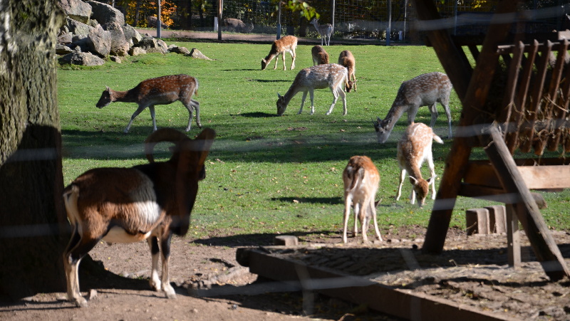 Zoopark Wildpark Geising | Krušnohorci