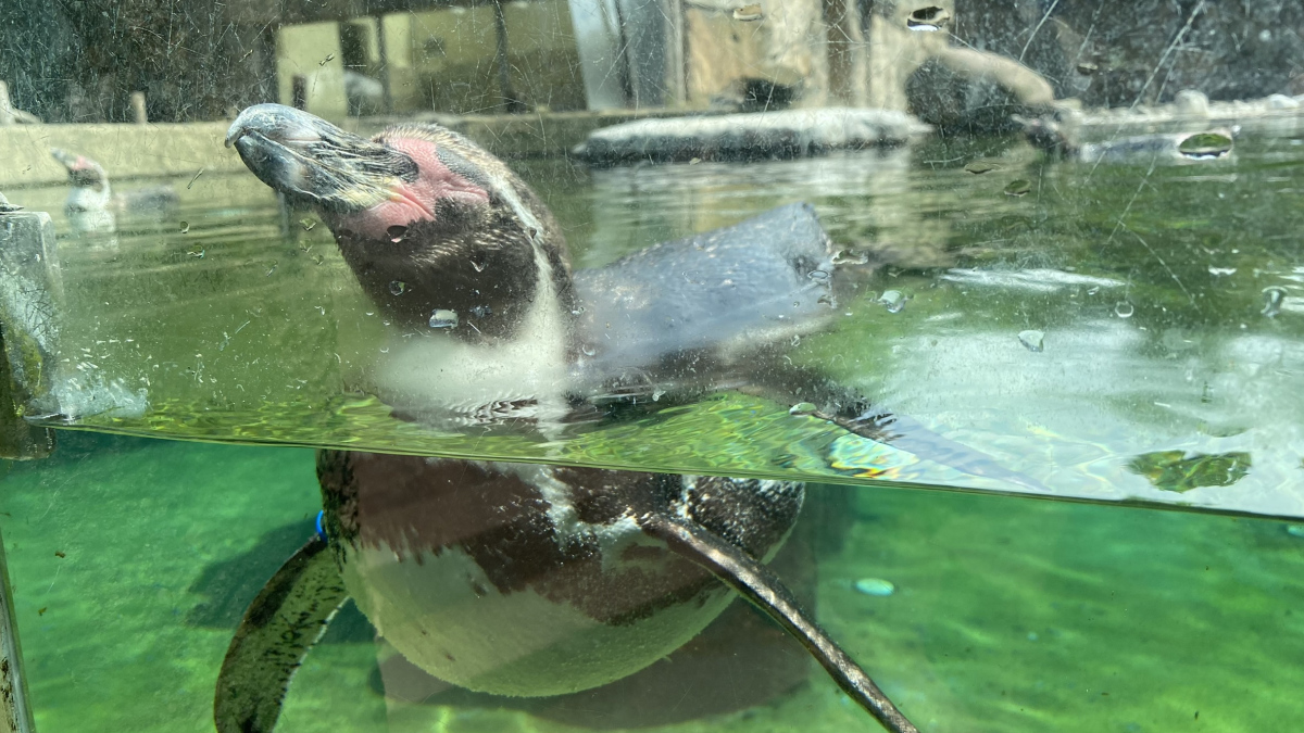 Za tučňáky do Zoo Dresden | Krušnohorci