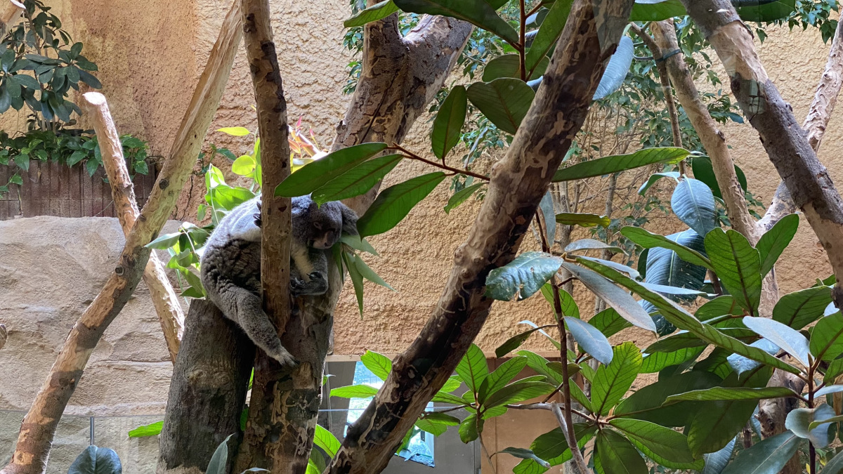 Za koalou do Zoo Dresden | Krušnohorci