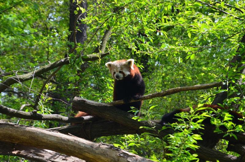 Panda červená - jedno z lákadel | Krušnohorci